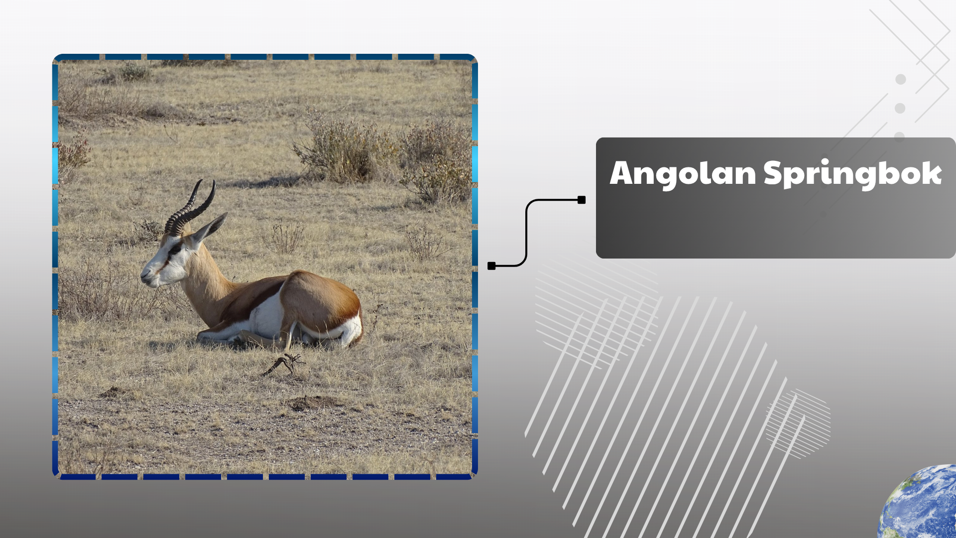 Angolan Springbok