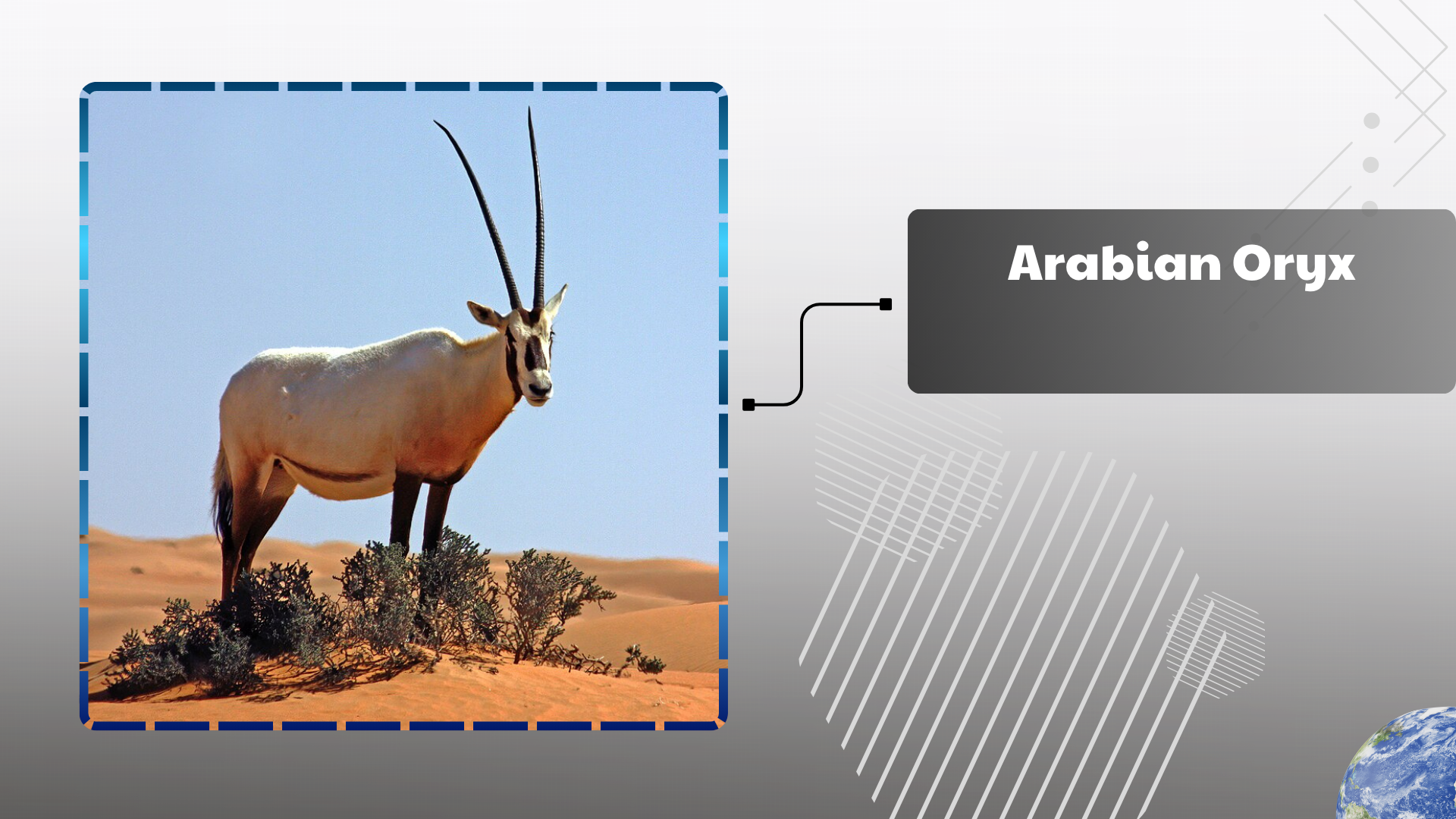 Arabian Oryx