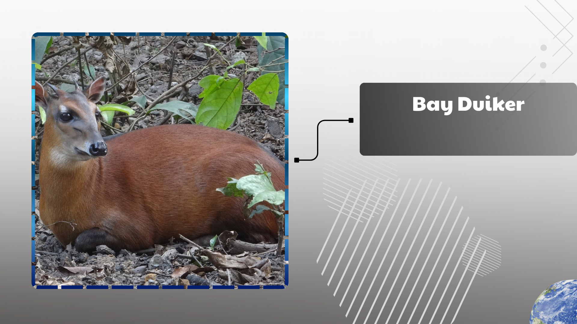 Bay Duiker