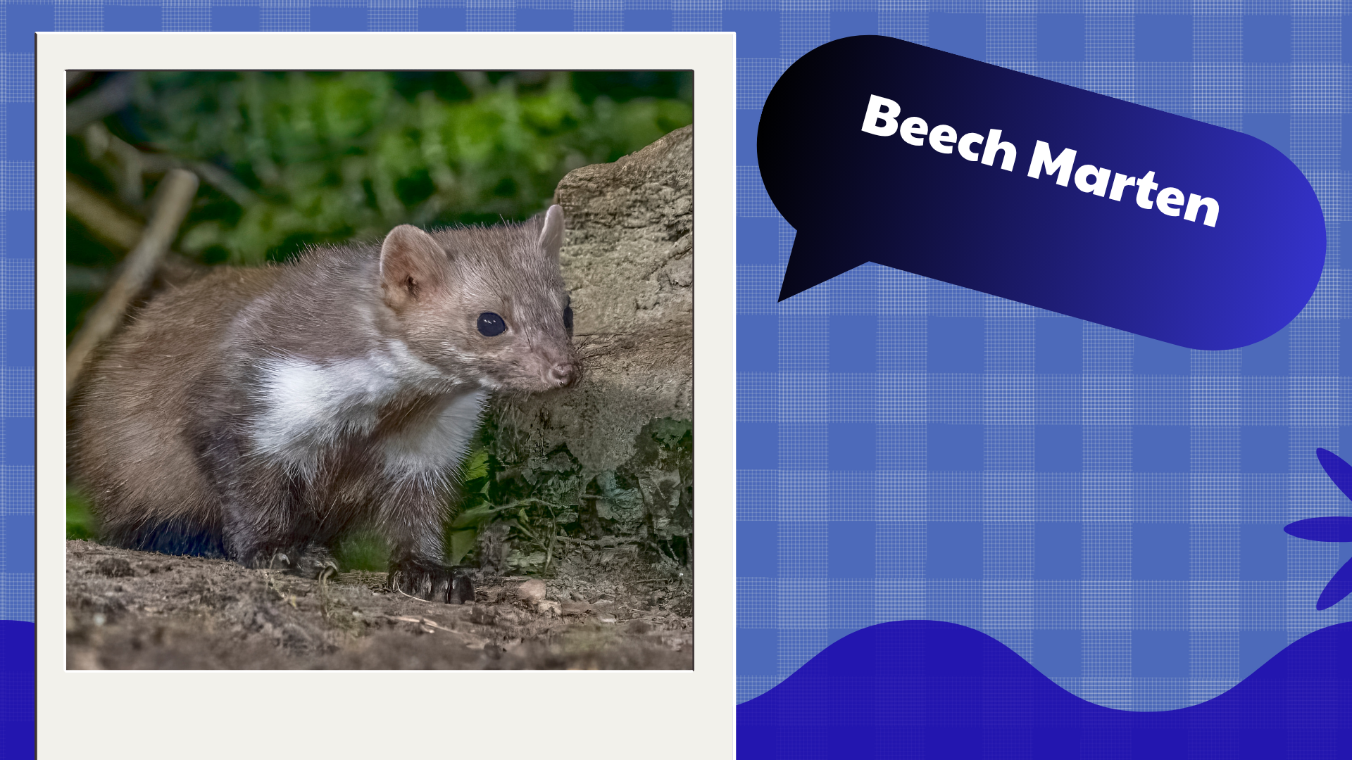 Beech Marten