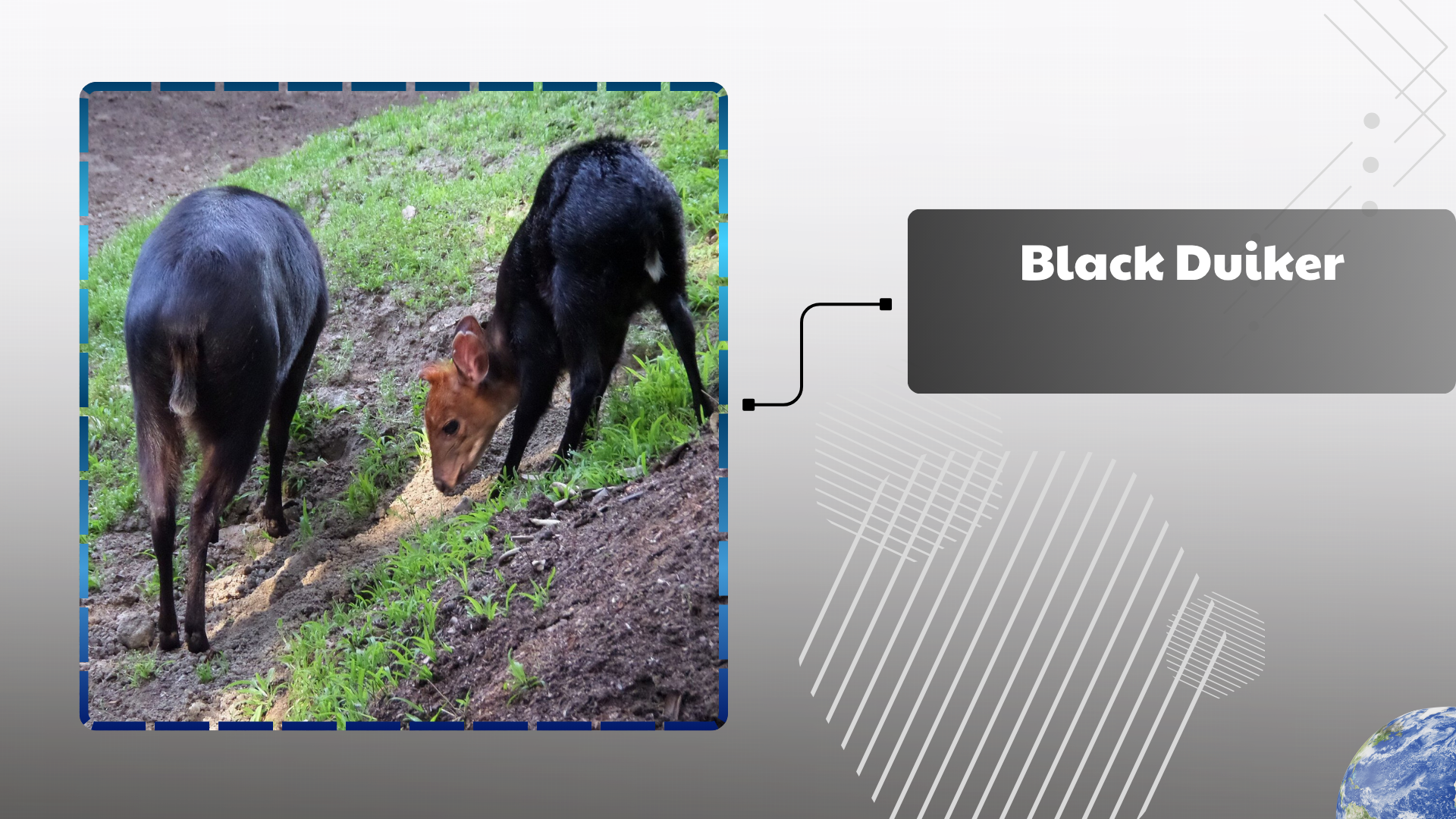 Black Duiker