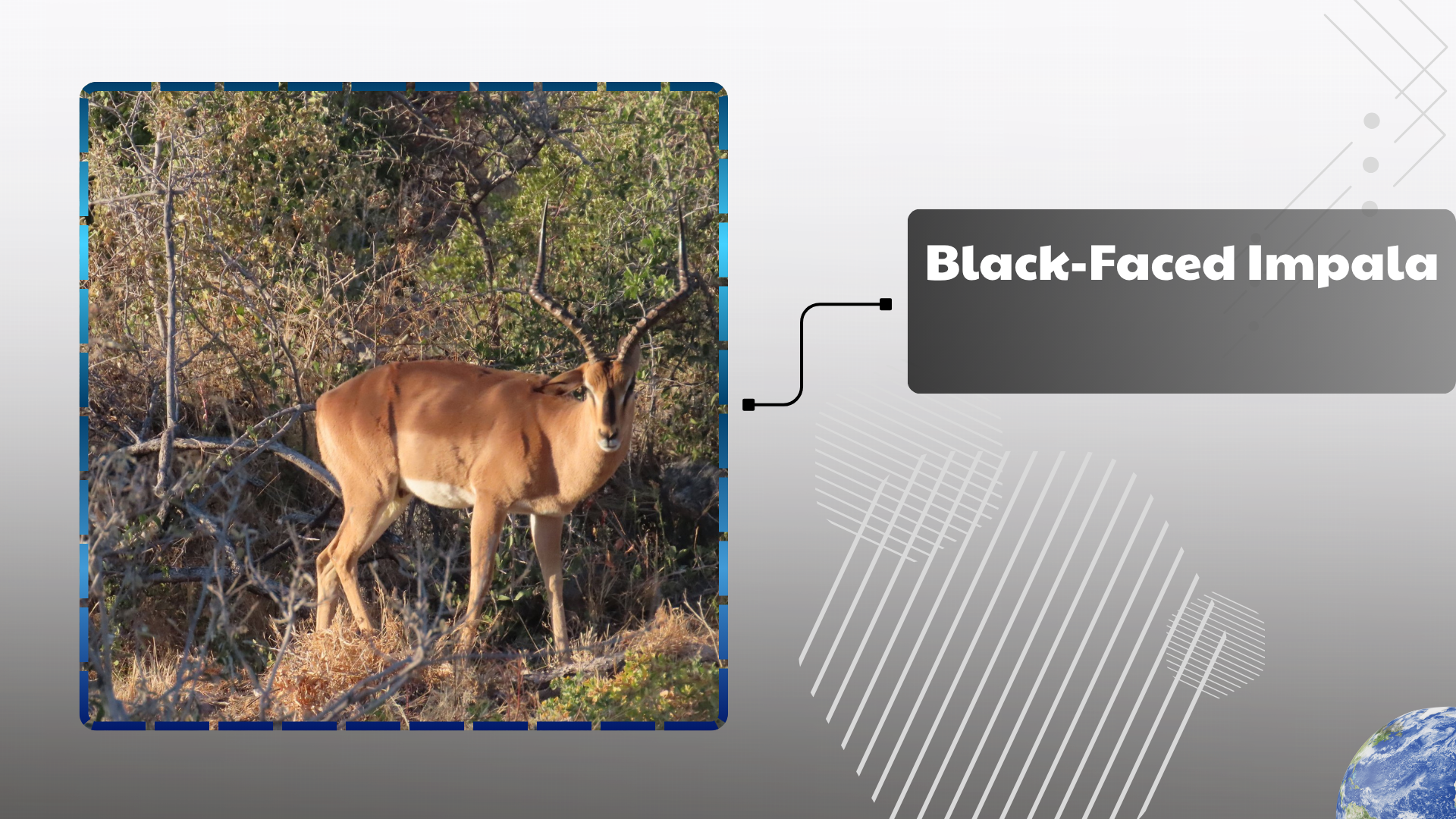 Black-Faced Impala