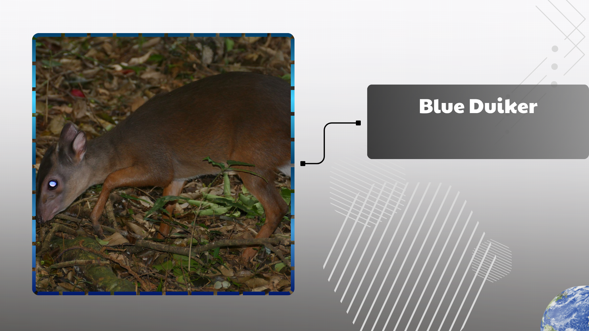 Blue Duiker