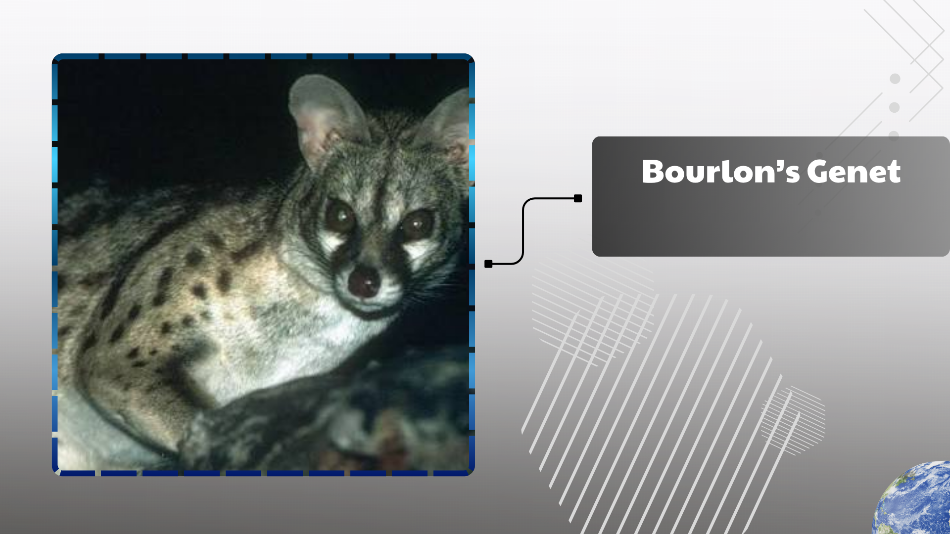Bourlon's Genet