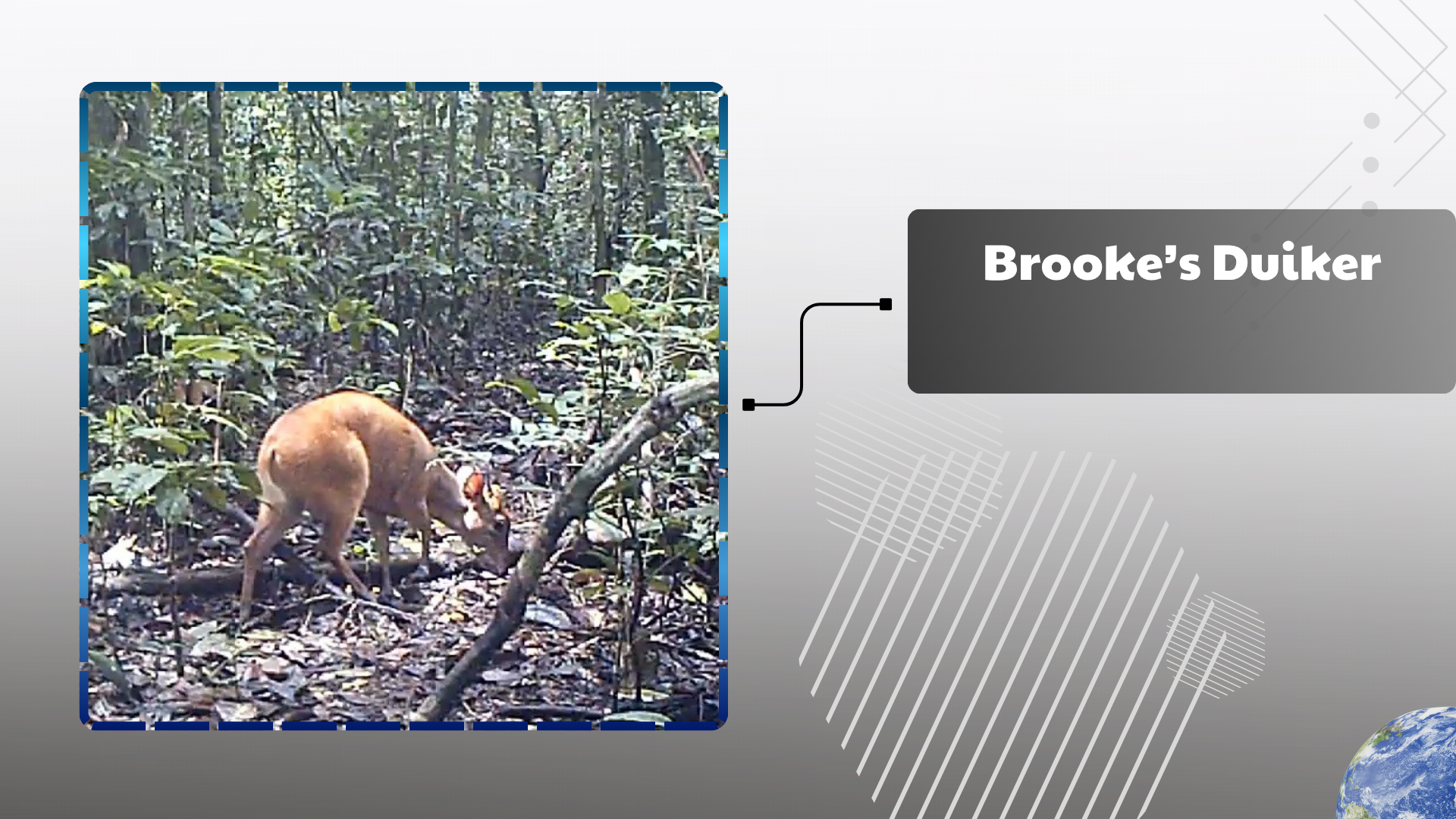 Brooke’s Duiker