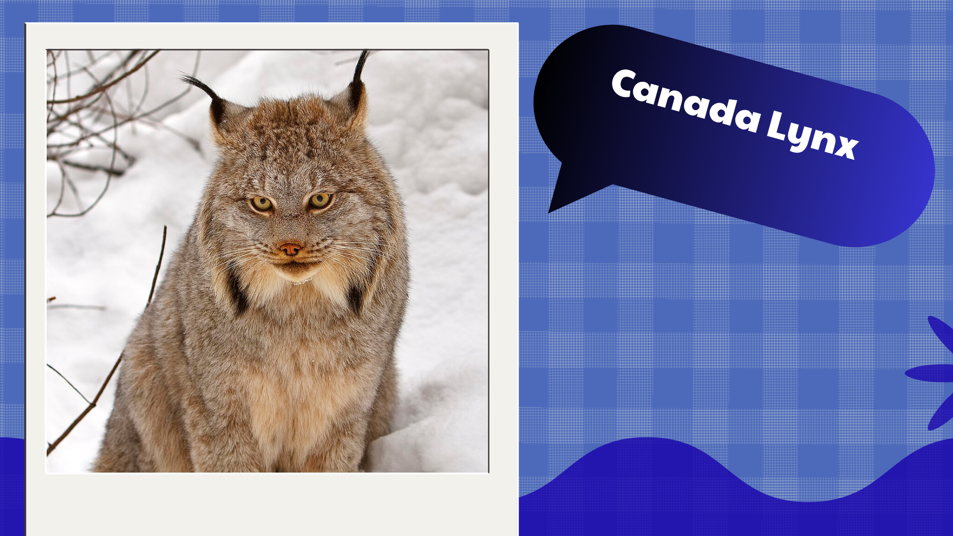 Canada Lynx