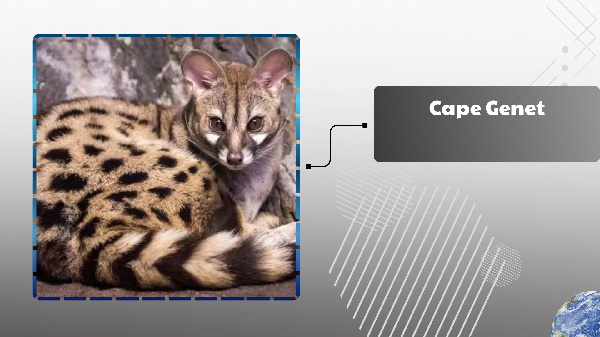 Cape Genet