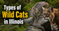 Types of Wild Cats in Illinois