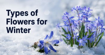 types of flowers for winter