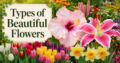 Types of Beautiful Flowers