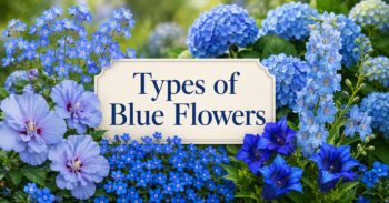 Types of Blue Flowers