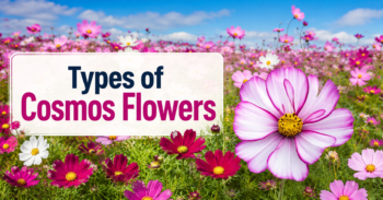 Types of Cosmos Flowers: