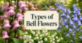 Types of Bell Flowers