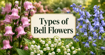Types of Bell Flowers