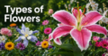 Types of Flowers