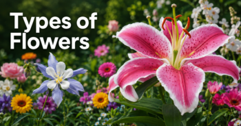 Types of Flowers