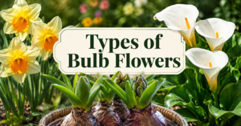 Types of Bulb Flowers