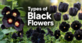 Types of Black Flowers