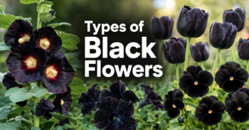 Types of Black Flowers
