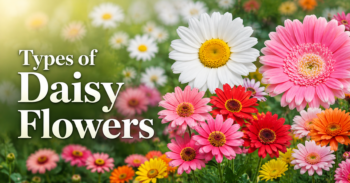 Types of Daisy Flowers