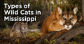 Types of Wild Cats in Mississippi