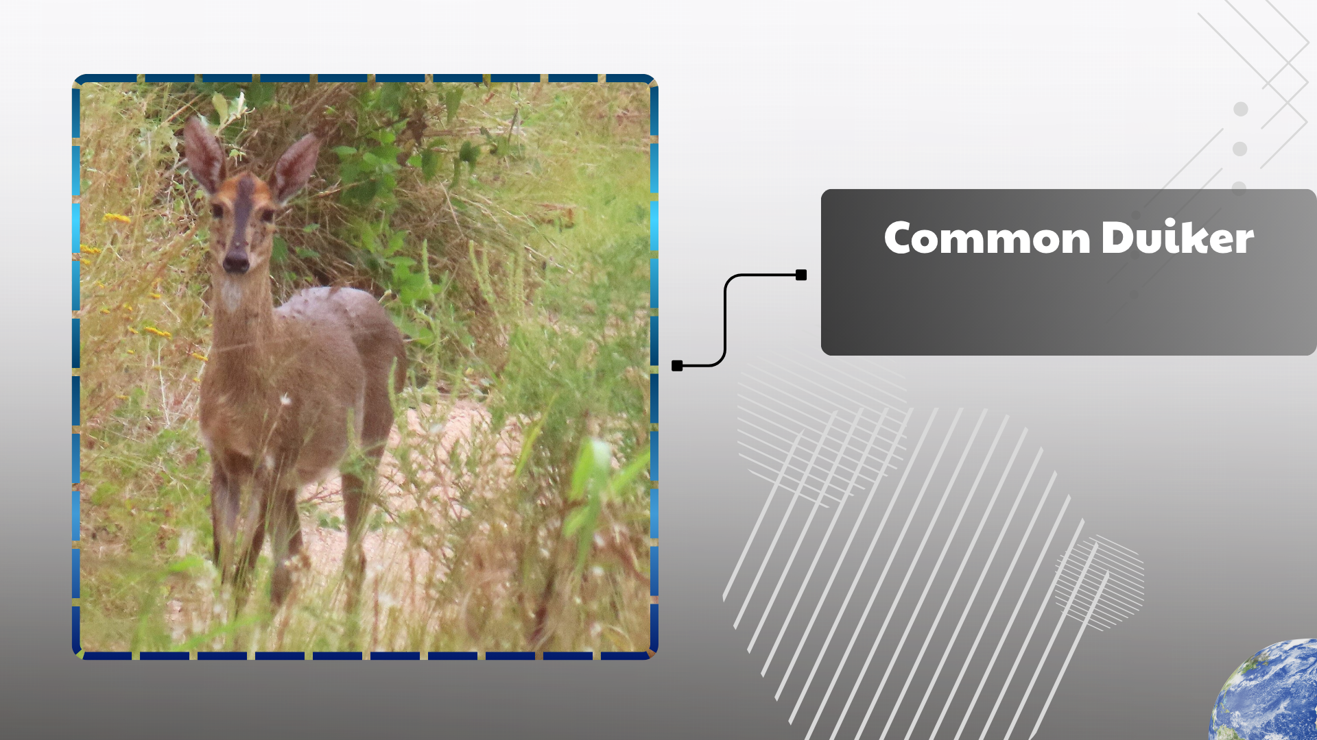 Common Duiker