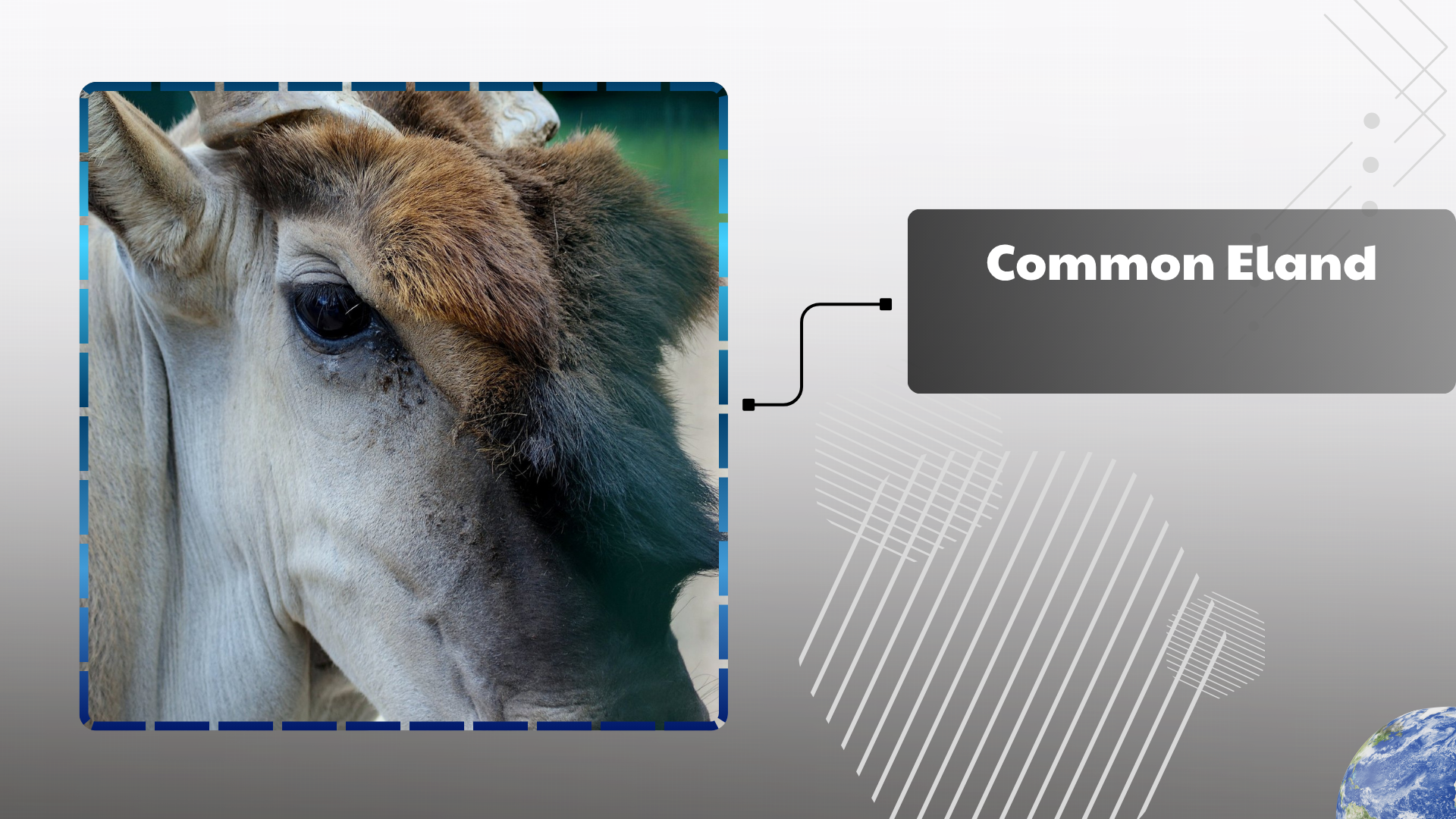 Common Eland