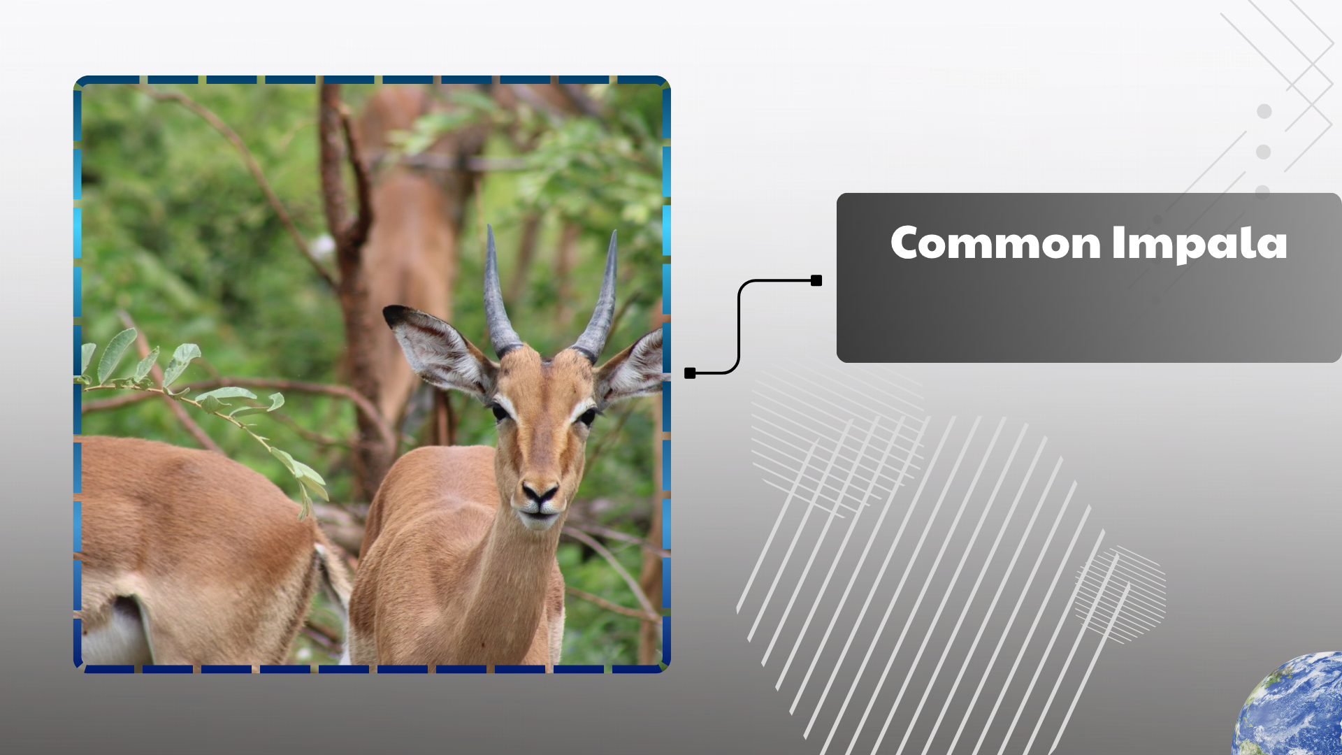 Common Impala