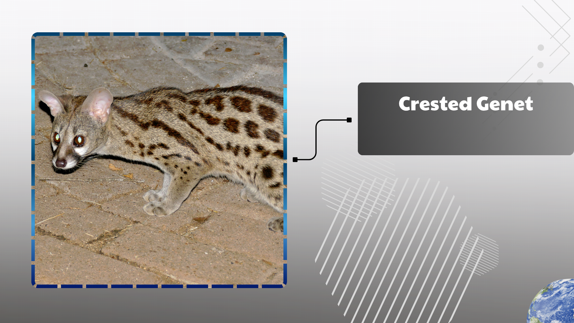 Crested Genet