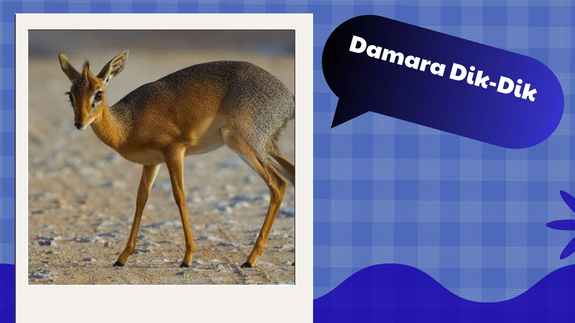 Damara Dik-Dik