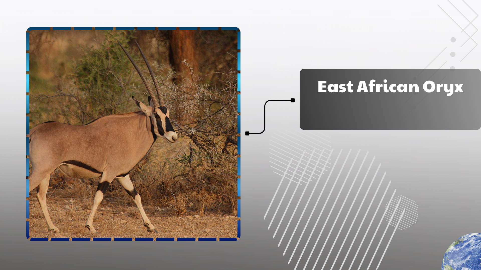 East African Oryx