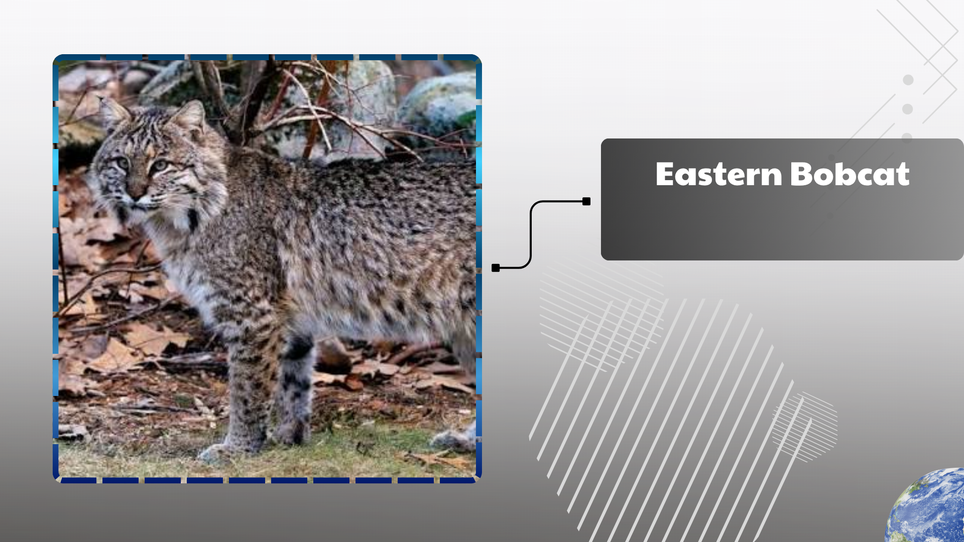 Eastern Bobcat
