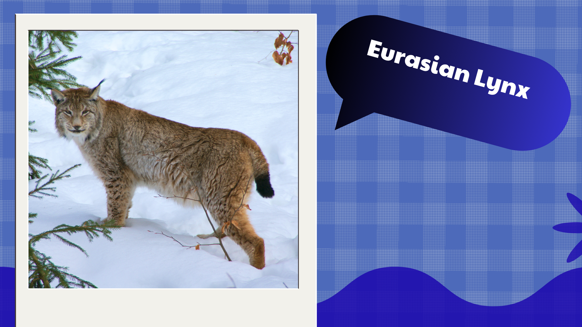 Eurasian Lynx
