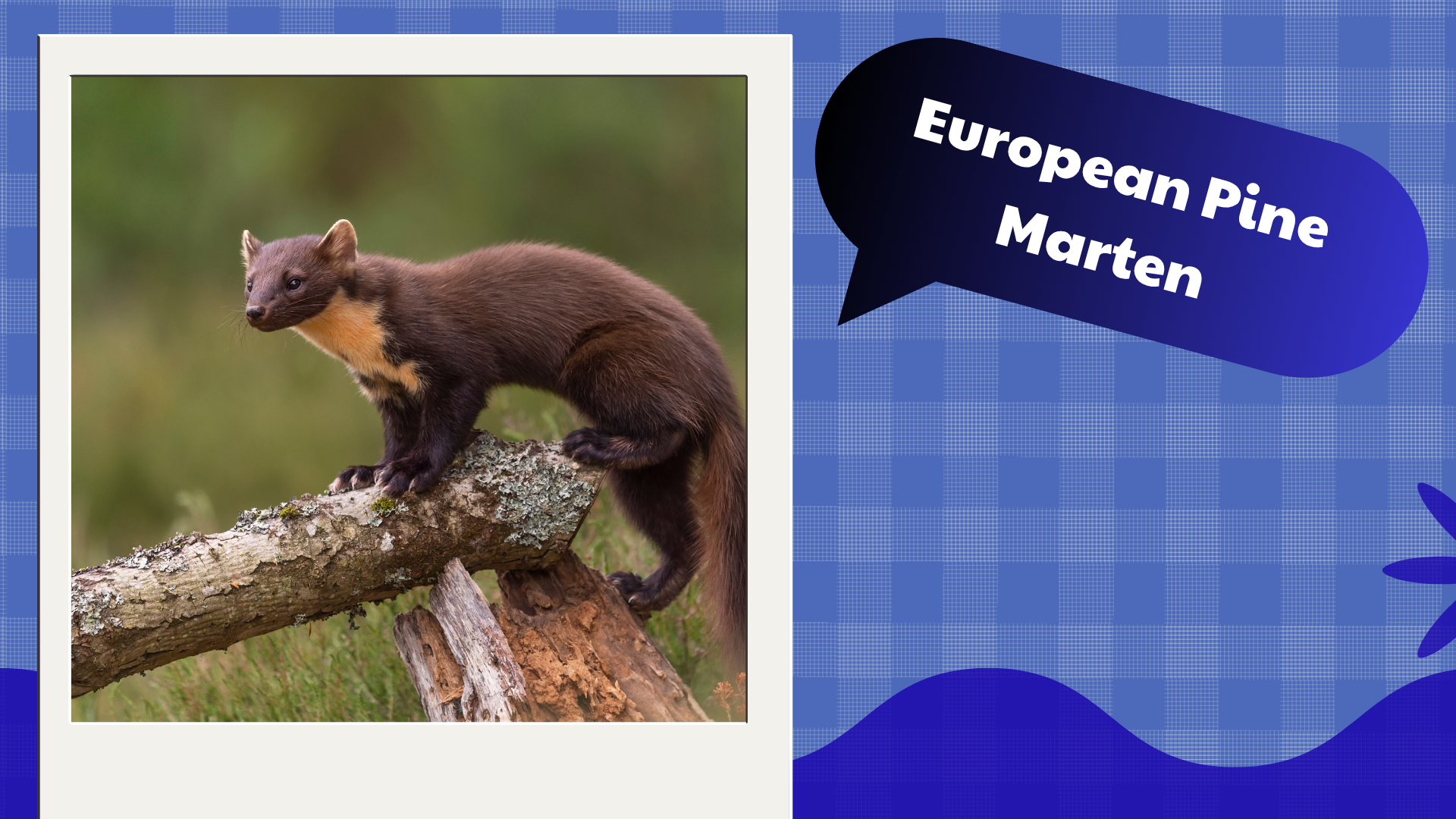 European Pine Marten