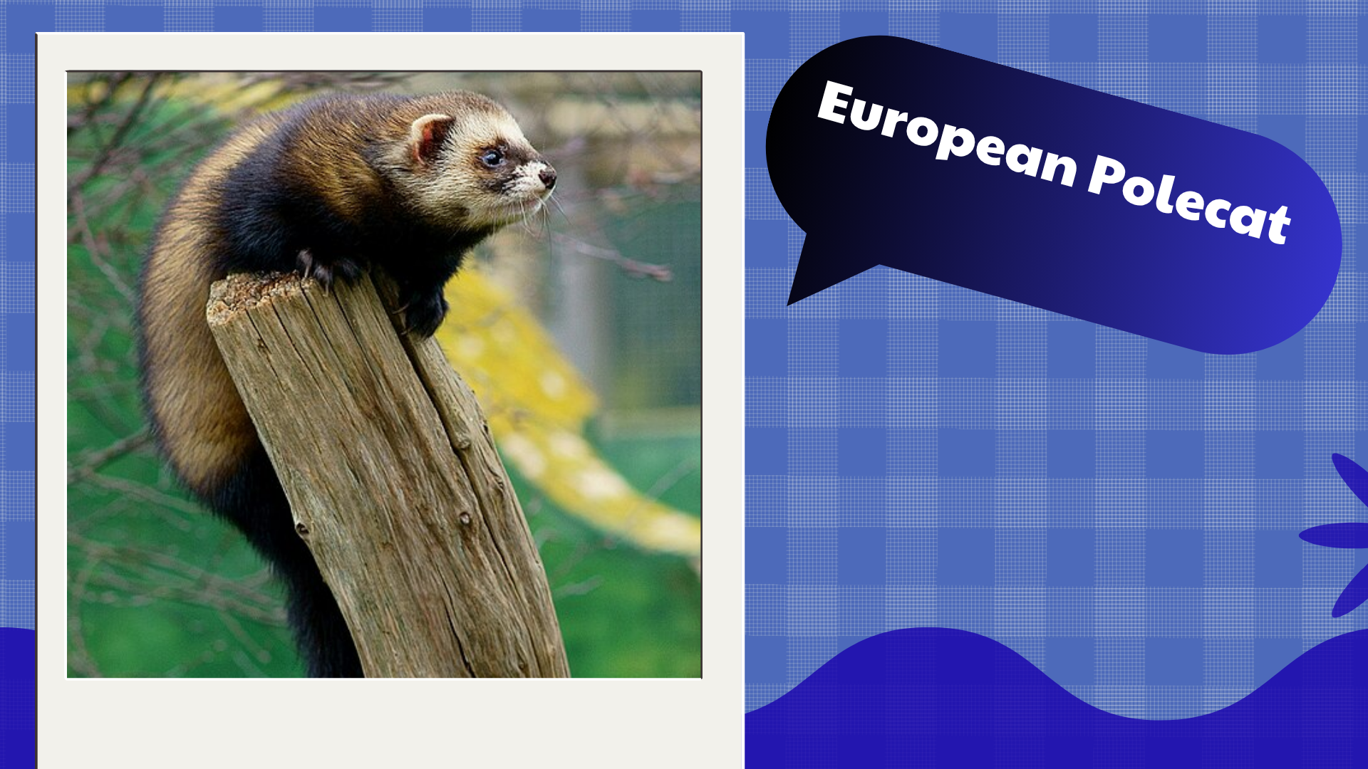 European Polecat
