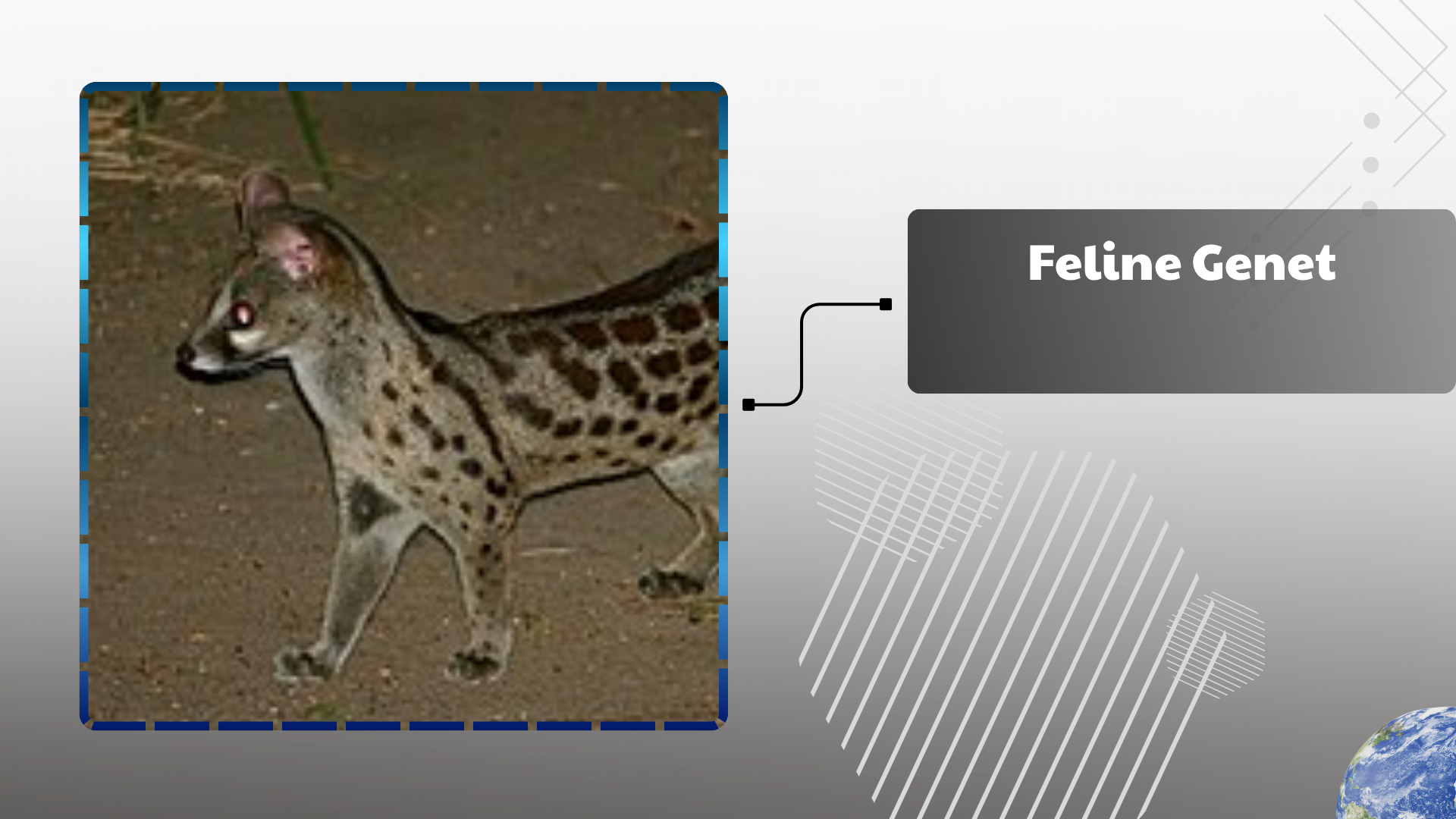 Feline Genet