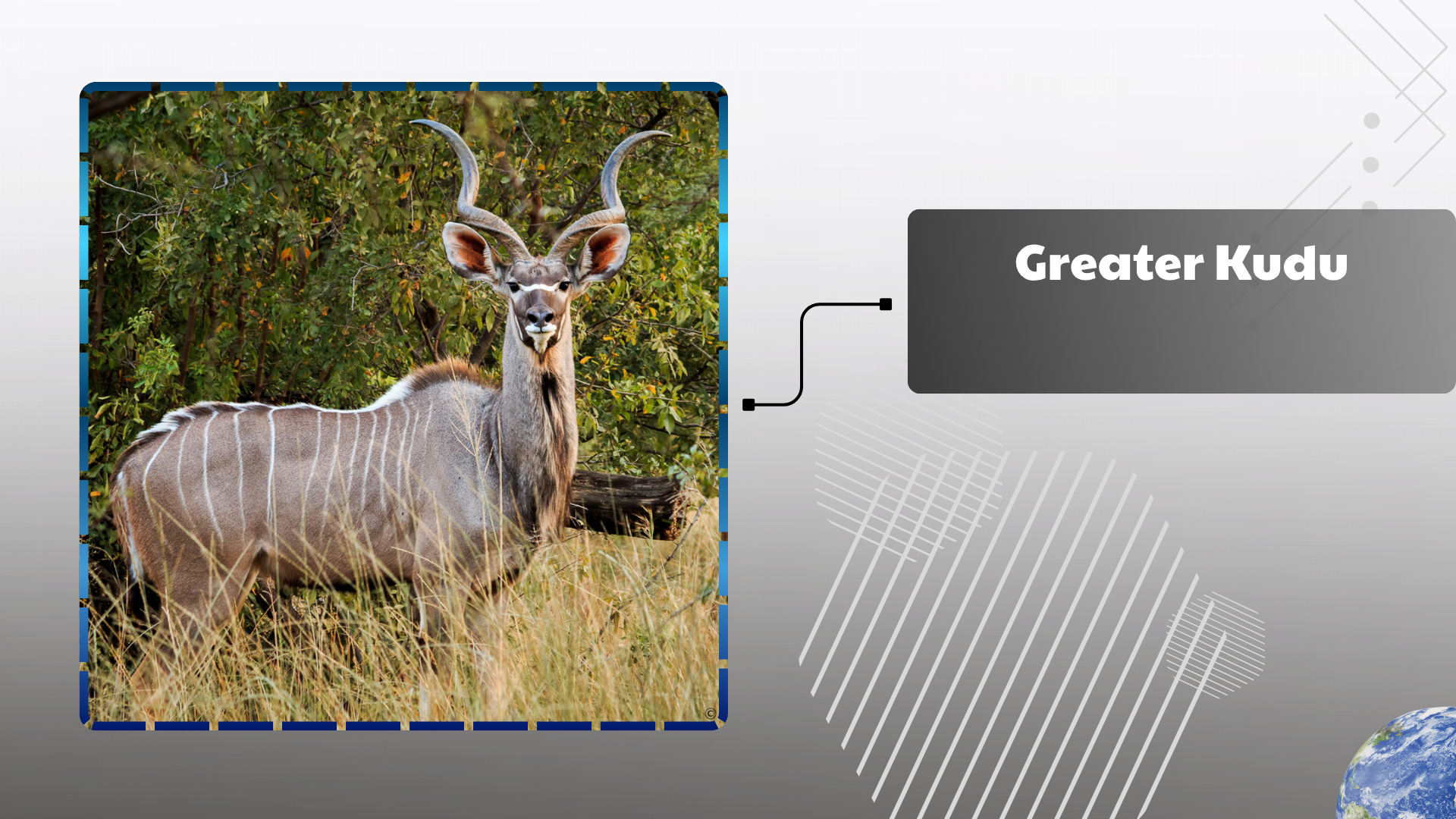 Greater Kudu