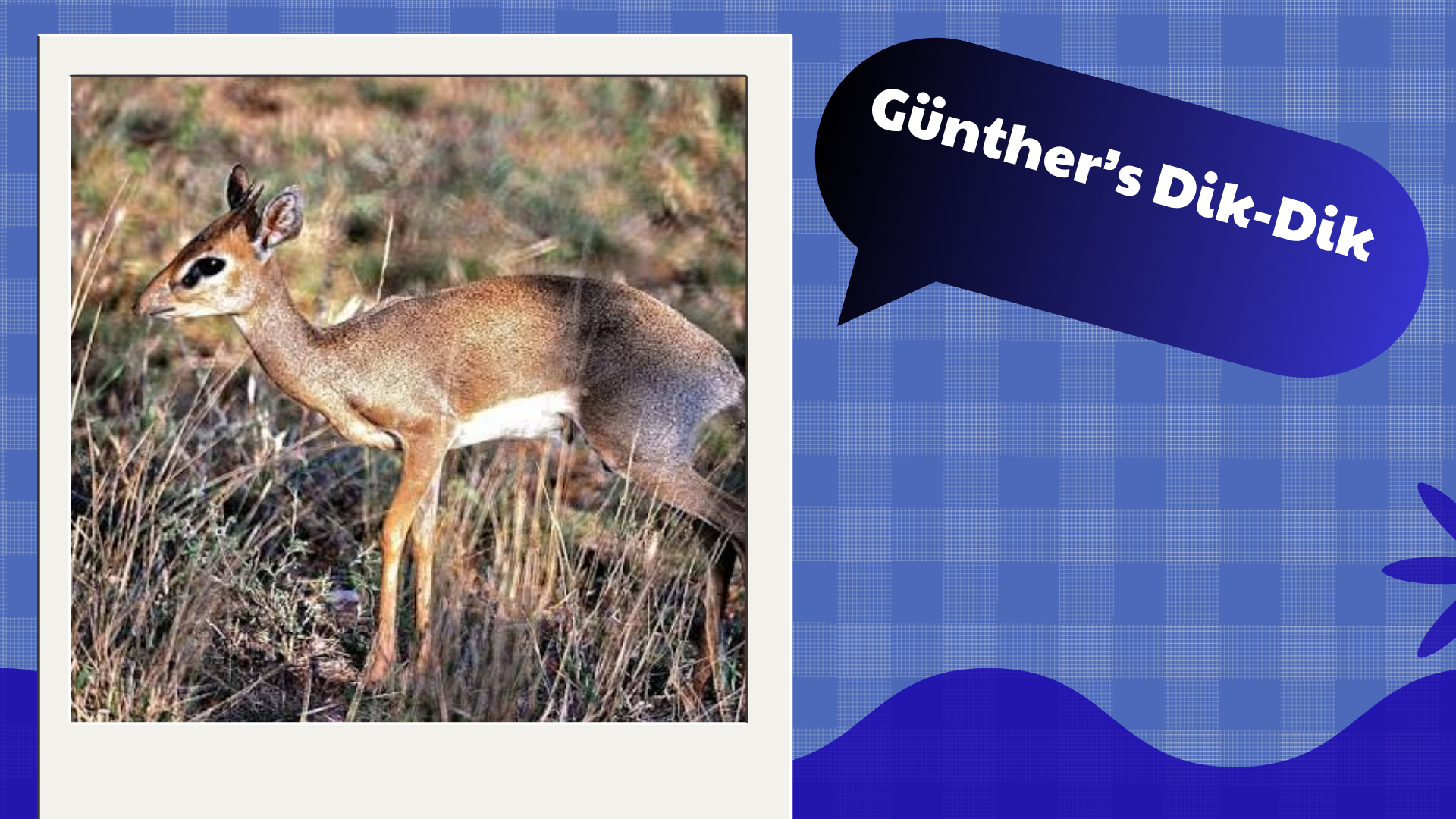 Günther's Dik-Dik
