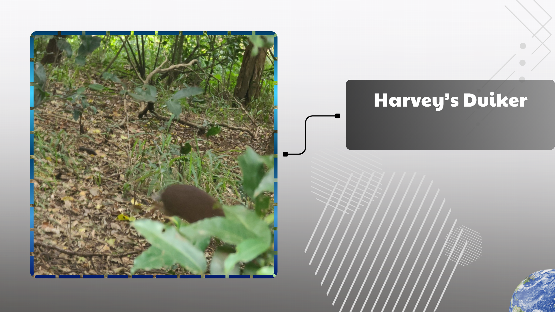 Harvey’s Duiker