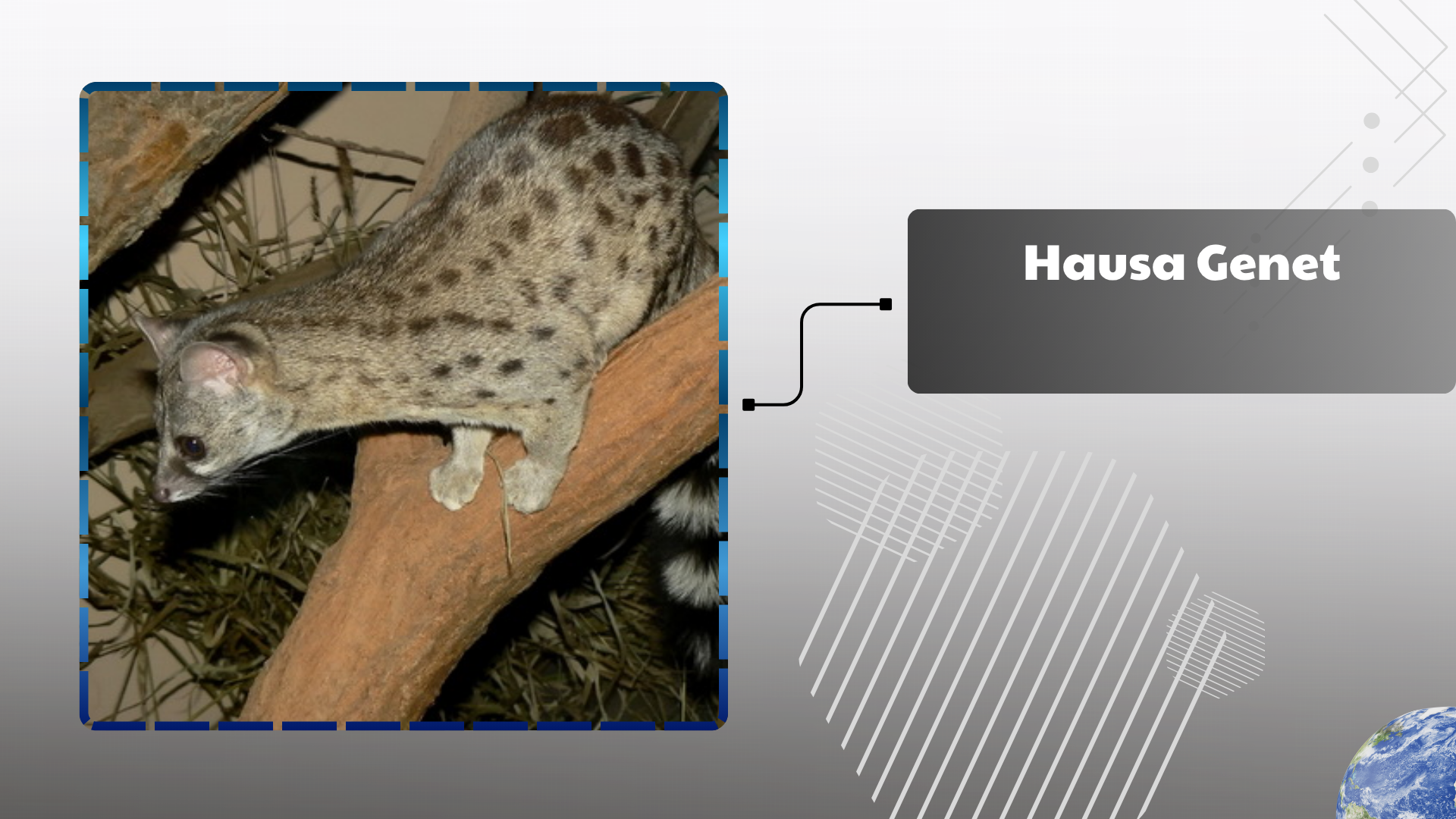 Hausa Genet