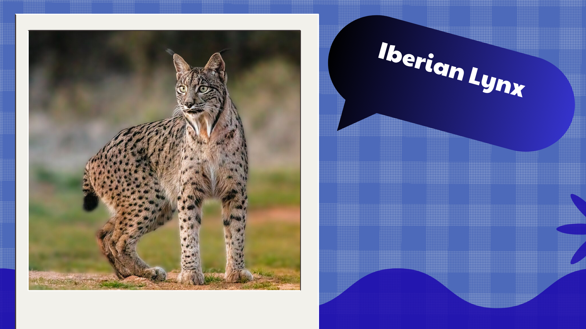 Iberian Lynx