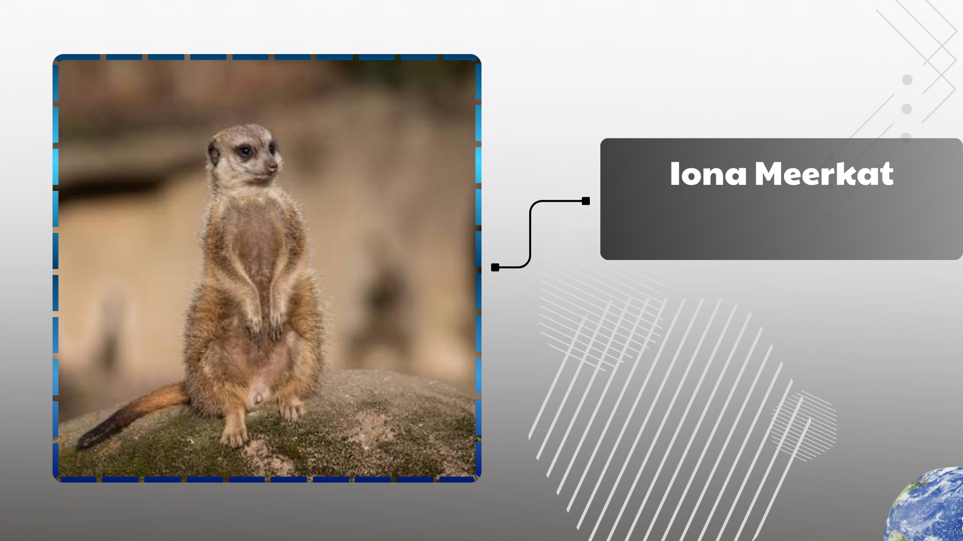 Iona Meerkat