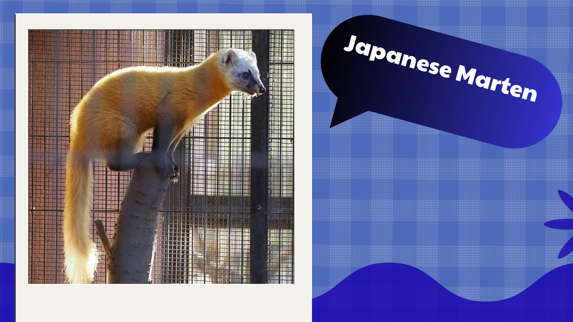 Japanese Marten