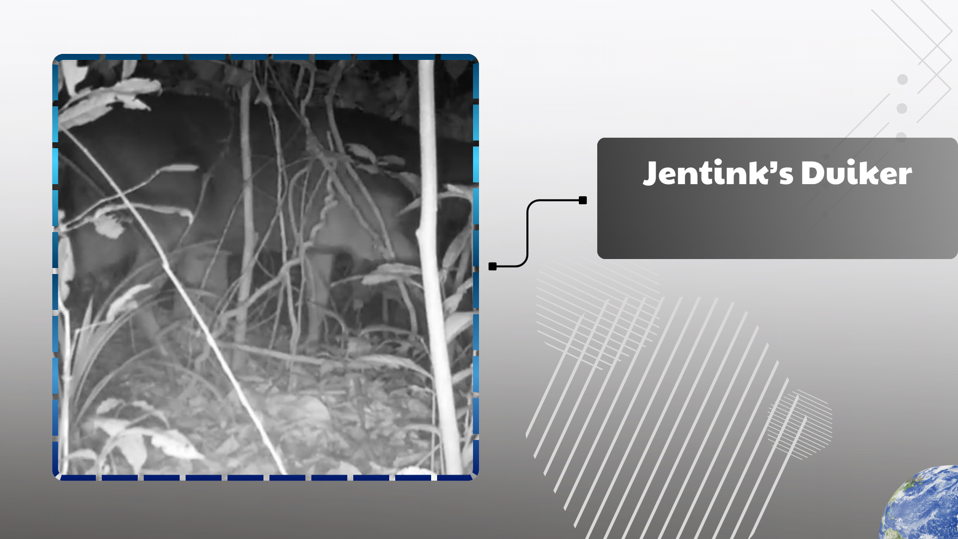 Jentink’s Duiker