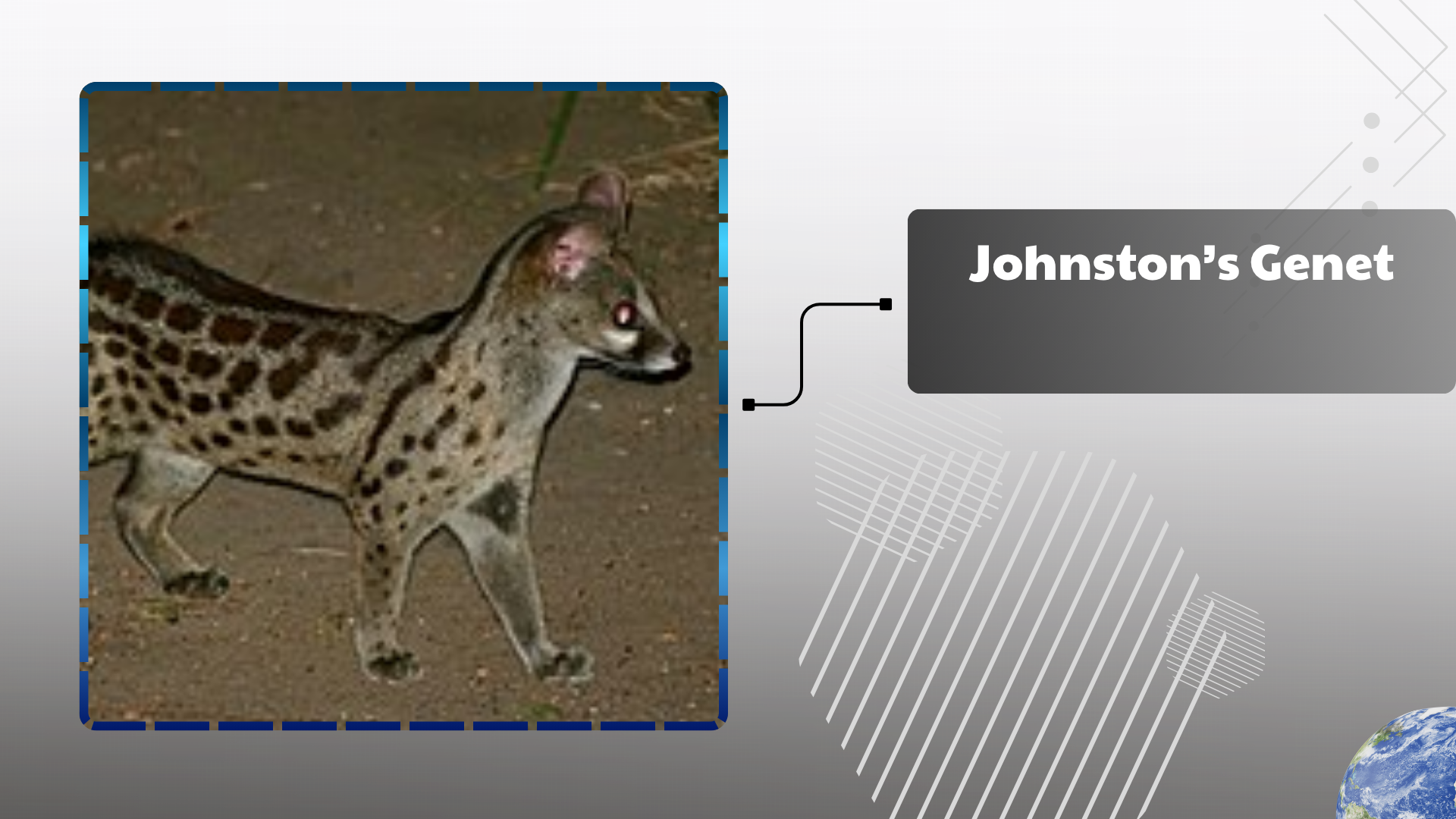 Johnston's Genet
