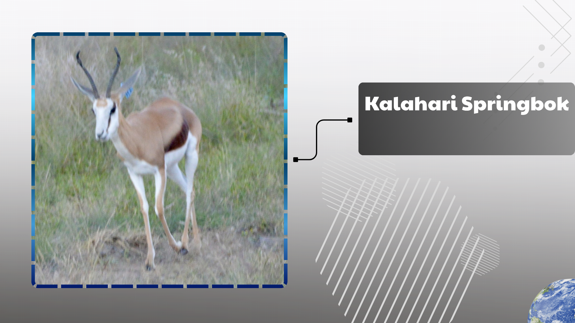 Kalahari Springbok