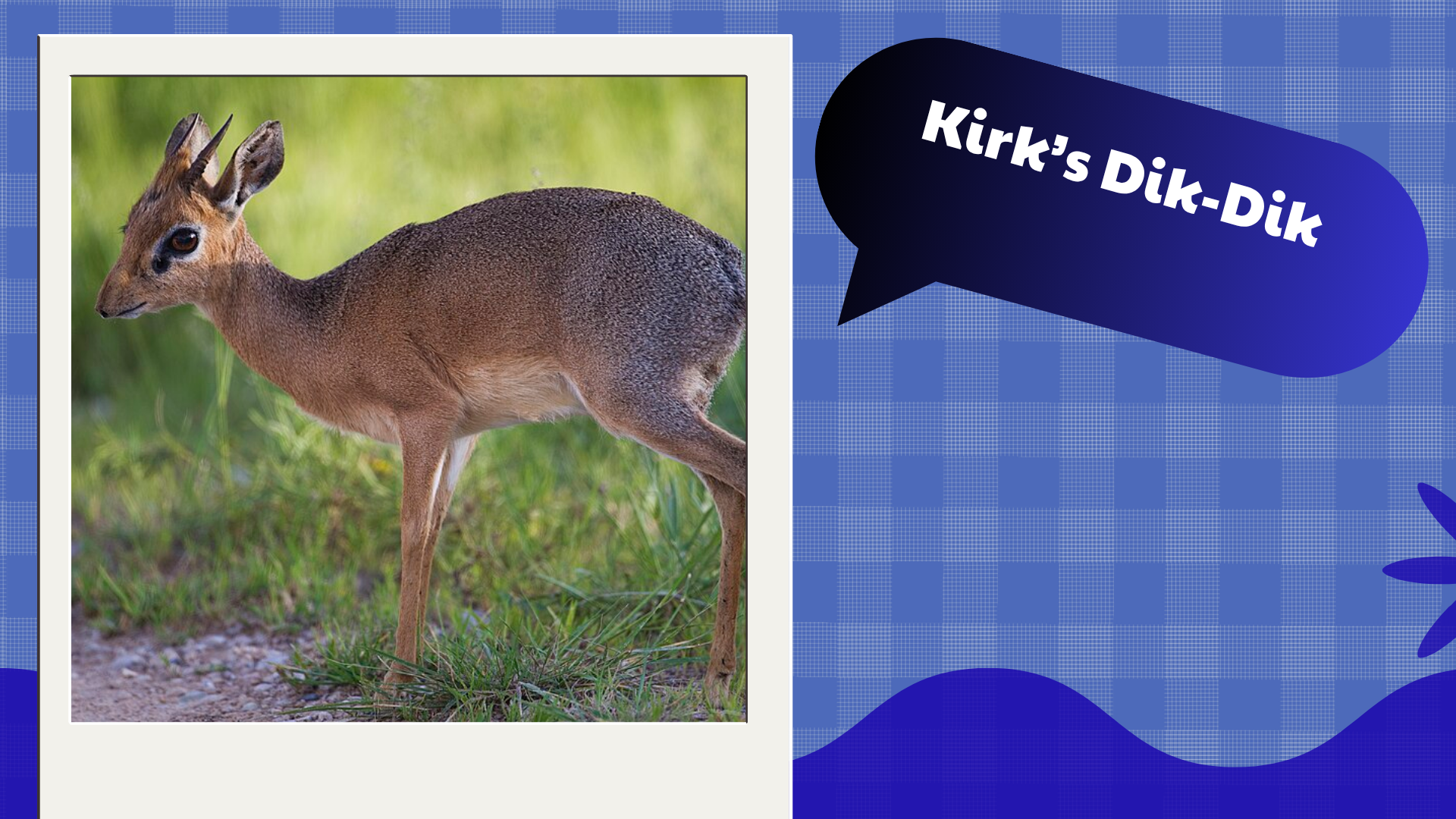 Kirk's Dik-Dik