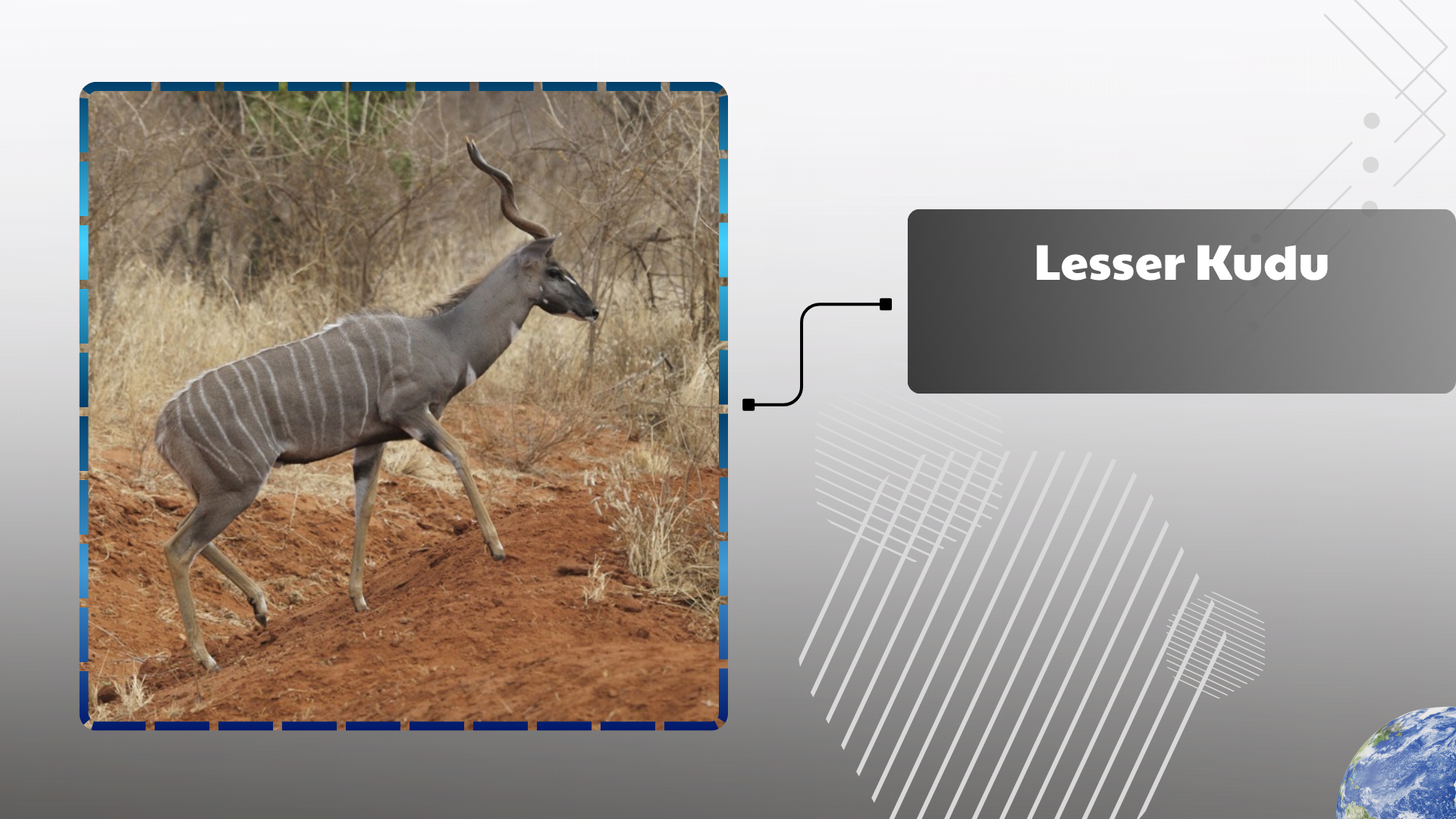 Lesser Kudu