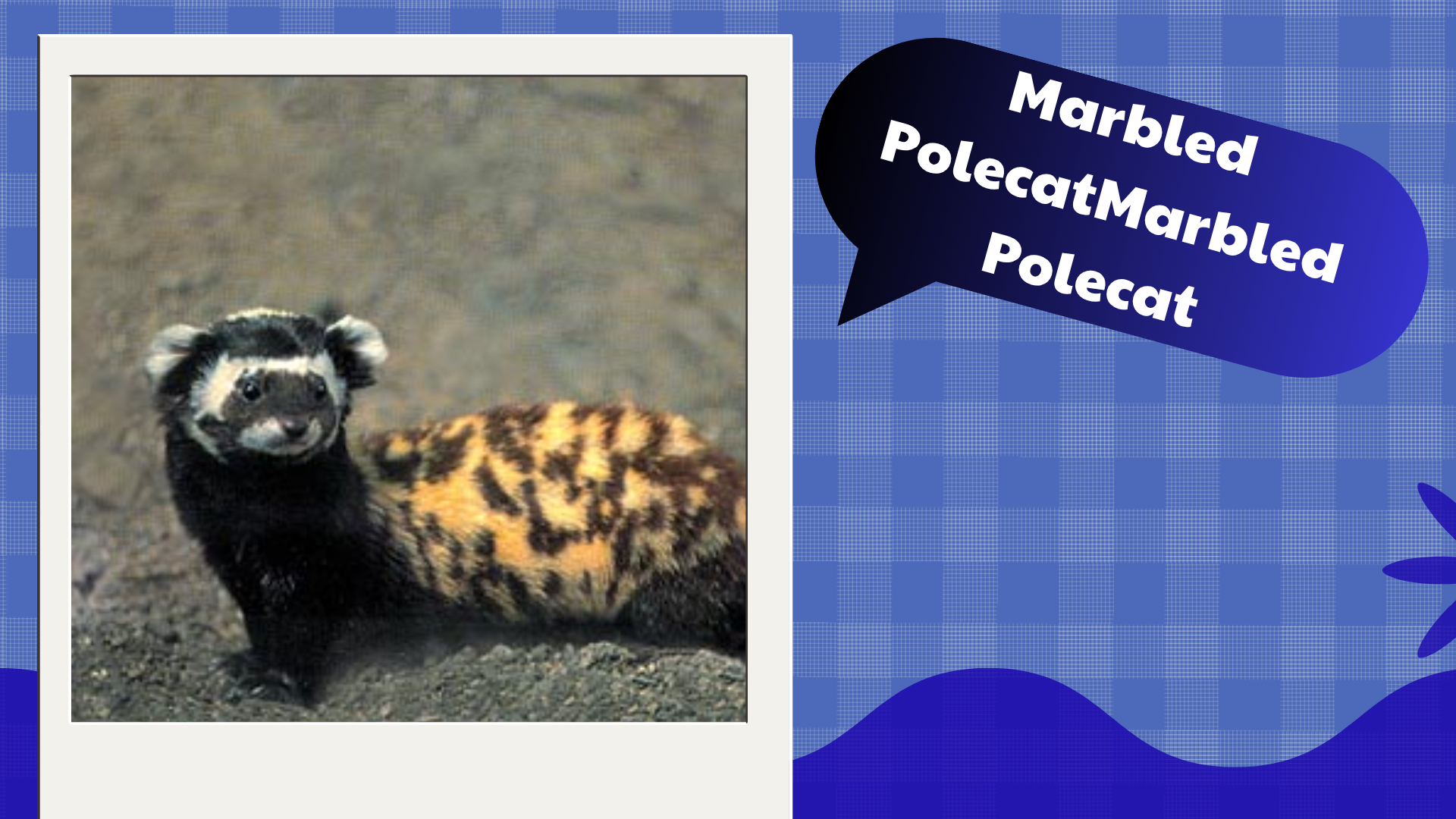 Marbled Polecat