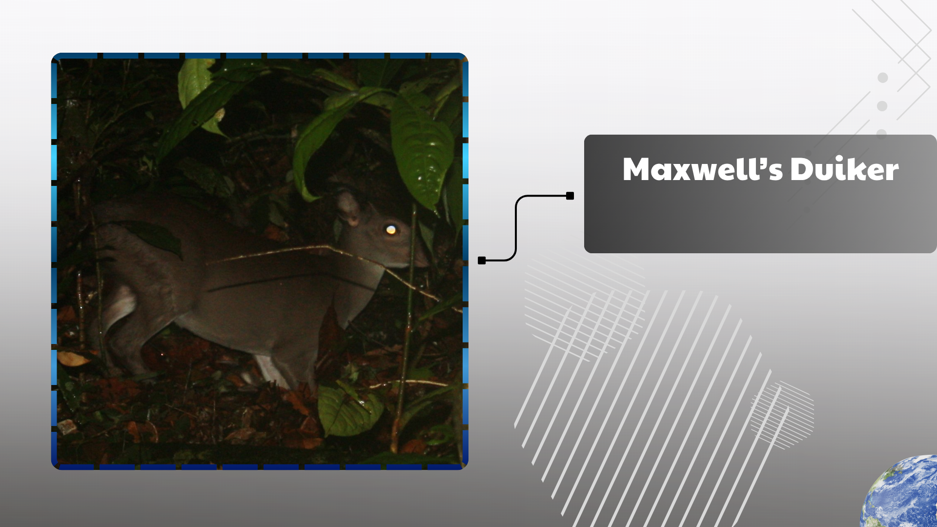 Maxwell’s Duiker